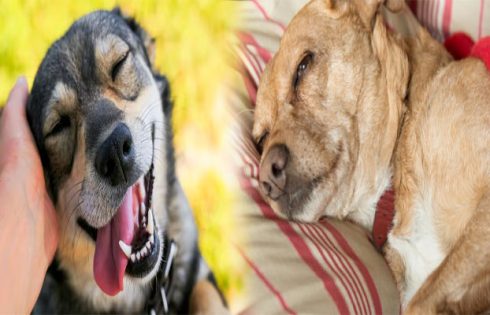 Discover Your Furry Companion: The Best Websites to Find Dogs for Adoption in [Your City]