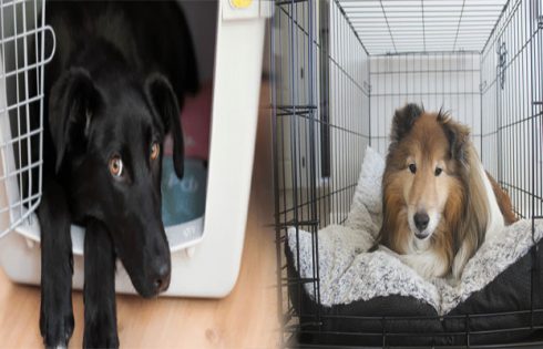 Discover the Best Dog Crate Furniture with Built-In Storage Options