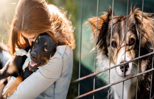 Essential Adoption Tips for First-Time Dog Owners Seeking Rescue Dogs