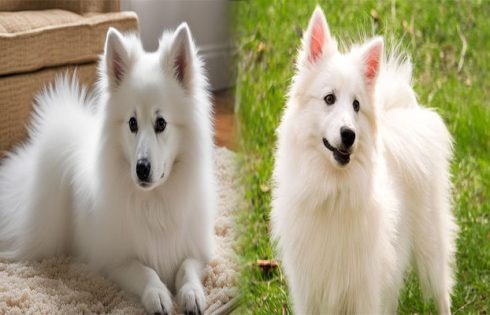Essential Care Tips for American Eskimo Puppies in Their First Year