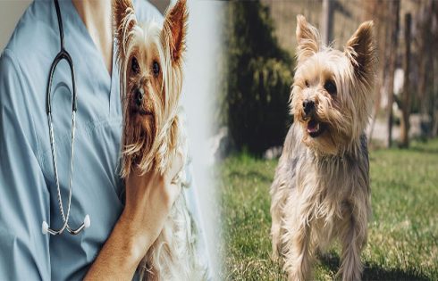 Health Considerations and Common Diseases in Yorkshire Terrier Breeds