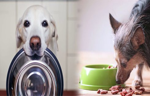 High-Fiber Dog Foods for Senior Dogs with Digestive Issues