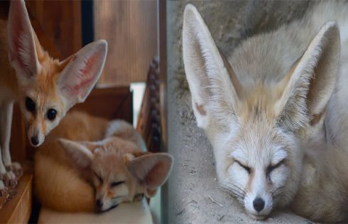 How to Find Out If Fennec Foxes Are Legal in Your State