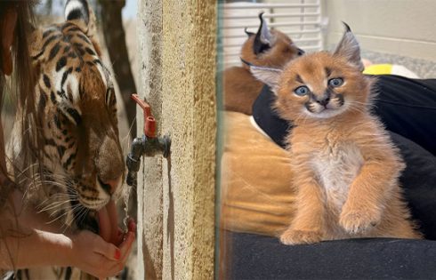 Legal Requirements for Owning Big Cats as Exotic Pets in the US