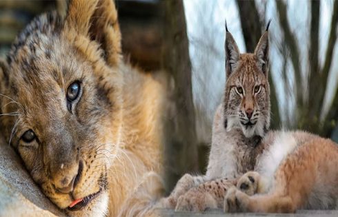 The Best Big Cats to Keep as Exotic Pets in Private Collections