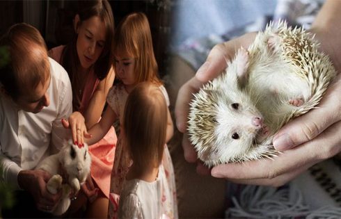 The Best Exotic Pets for Families with Young Children