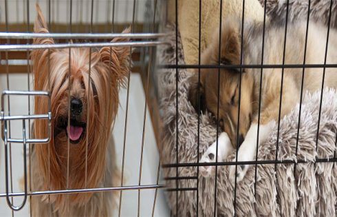 The Ultimate Guide to Durable and Easy-to-Clean Dog Crate Furniture for Large Breeds