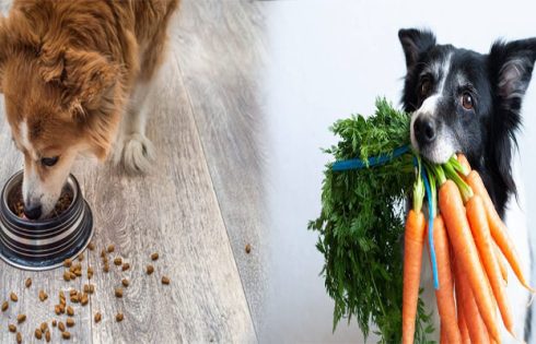 Top High-Fiber Dog Foods for Digestive Health