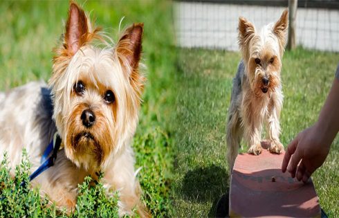 Training Tips for Yorkshire Terriers to Address Common Behavioral Issues
