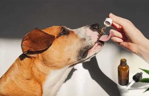 CBD for Dogs: The Ultimate Guide to Benefits, Safety, and Dosage