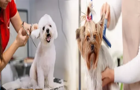 Affordable Pet Grooming Services Near You