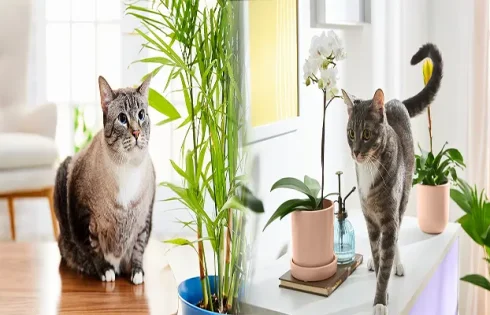 Best Indoor Plants Safe for Cats and Dogs