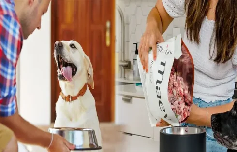 Best Pet Stores with Organic Food Options for Dogs