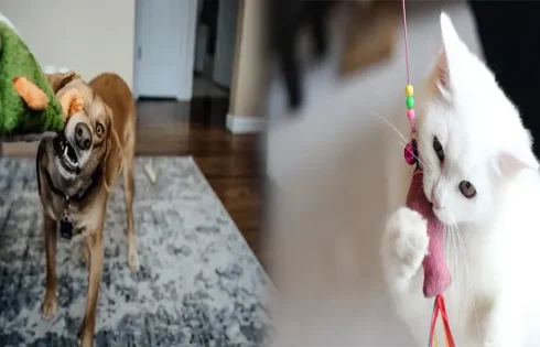Going Green: Pet Stores Offering Eco-Friendly Pet Products for Eco-Conscious Pet Owners
