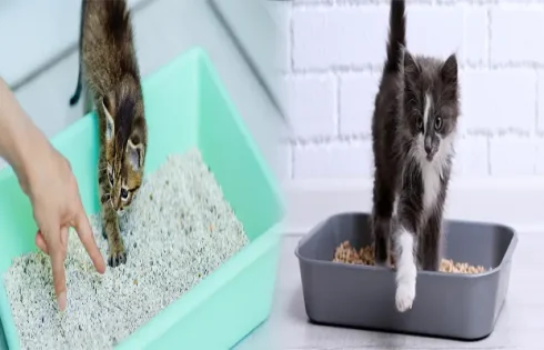 How to Train a Kitten to Use the Litter Box