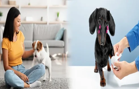 Natural Supplements for Senior Dogs with Joint Pain