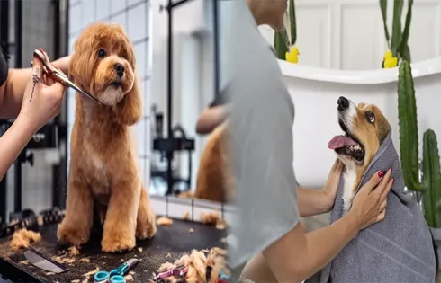 Pamper Your Pet: Pet Stores Offering Grooming Services and Premium Pet Supplies