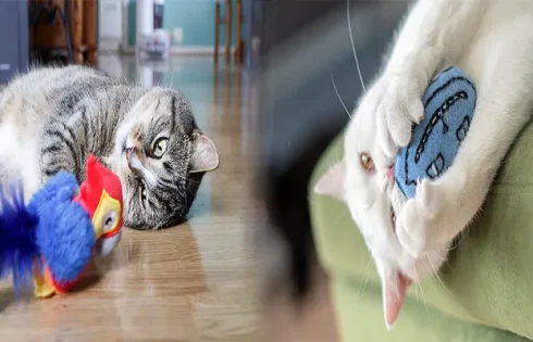 Pet Stores Selling High-Quality Cat Toys and Accessories