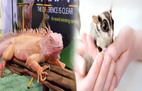 The Allure of Exotic Pets: Pet Stores Offering Exotic Animals for Sale in Los Angeles