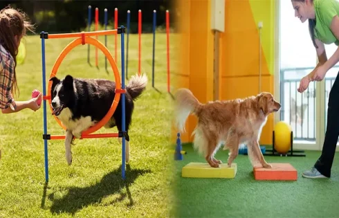 The Top Online Pet Stores for Dog Training Equipment: Elevating Canine Education