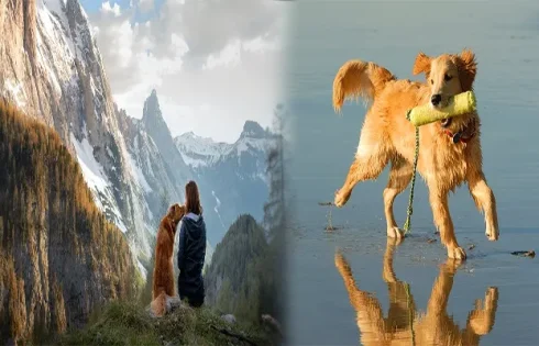 Top-Rated Pet-Friendly Vacation Spots in the US