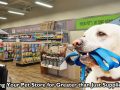 Applying Your Pet Store for Greater than Just Supplies