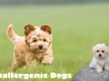 Hypoallergenic Dogs - Yes Allergy Sufferers - You can Possess a Dog!