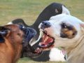Dog On Dog Aggression Is Far more Learned Than Instinctive