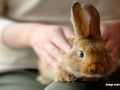 What to Be Aware of When Adopting a Rabbit?