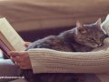 Do Cats Actually Have Feelings For Their Owners?
