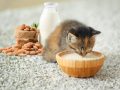 Can Cats Have Almond Milk?